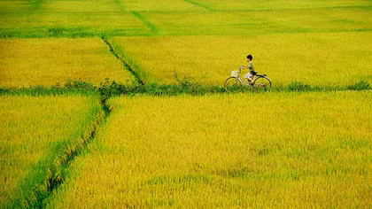 Cánh đồng của mẹ tôi