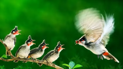 Nhiếp ảnh Việt Nam "được mùa" giải thưởng quốc tế