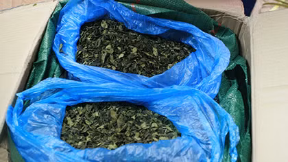Thu giữ 82,5 kg lá Khát qua đường Bưu chính
