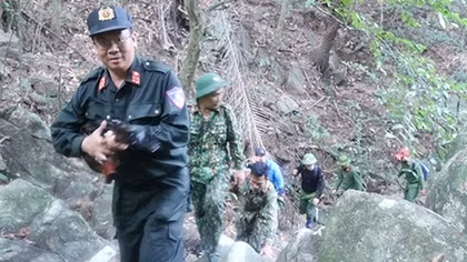 Băng rừng triệt phá các vườn cần sa trái phép