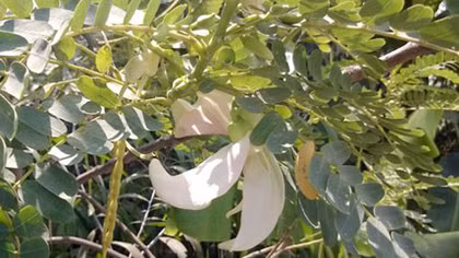 Mùa so đũa về