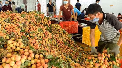 Thủ tướng Chính phủ chỉ đạo tháo gỡ khó khăn tiêu thụ nông sản cho Bắc Giang