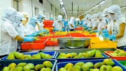 7 tháng, Việt Nam xuất khẩu rau quả đạt hơn 2 tỷ USD