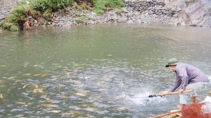 Rớt giá do khó khăn đầu ra