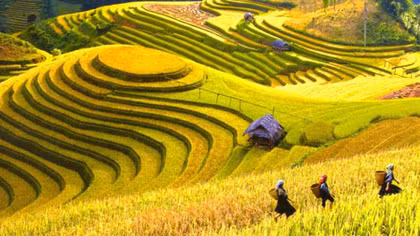 Ngày mùa