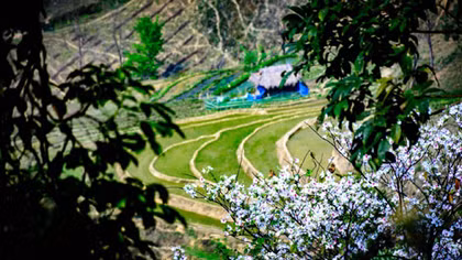 Hội hoa ban
