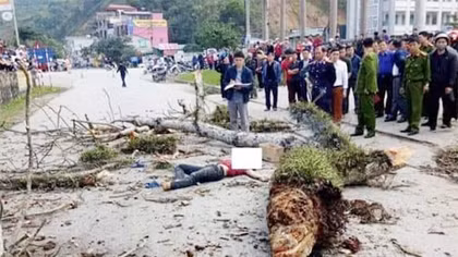 Cành cây gạo rơi, nam thanh niên đi bộ tử vong