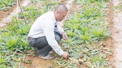 Làm rõ nguyên nhân hoa chết hàng loạt vì phân bón ngoại nhập
