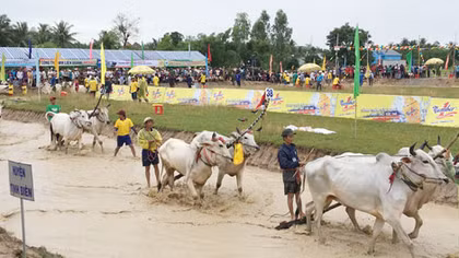 Tưng bừng Hội Đua bò Bảy Núi lần thứ 24