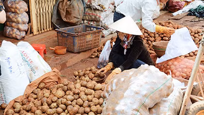 Ngăn chặn hàng Trung Quốc “đội lốt” nông sản Đà Lạt