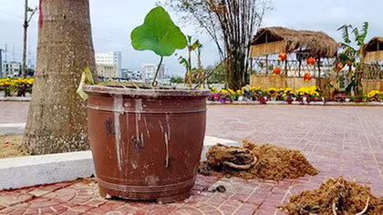 Xử lý nghiêm các đối tượng phá hoại đường hoa tiền tỷ ở TP Tuy Hòa