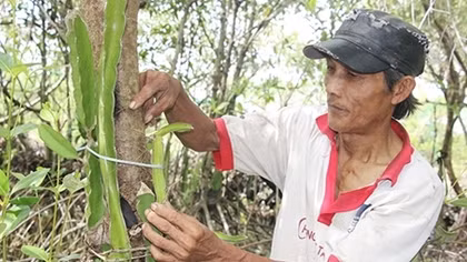 Nông dân sản xuất “thuận thiên”, thu lợi nhuận cao