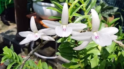 Có thất thu thuế từ “thương vụ trăm tỷ” lan đột biến?