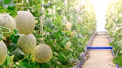 FLC FAM tặng 4 tấn dưa lưới cho người dân xã Vĩnh Thịnh