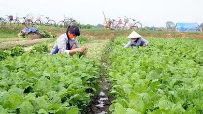 Vĩnh Phúc tập trung phát triển cây nông nghiệp chủ lực