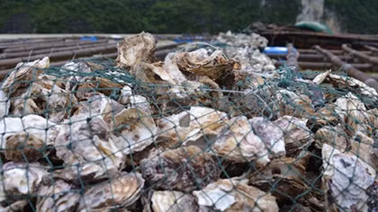 Dân lại khóc ròng vì hàu chết hàng loạt