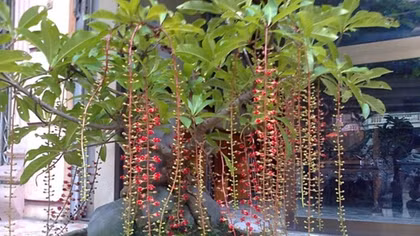 Mùa lộc vừng thay lá