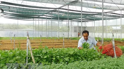 Xuất khẩu rau quả ước đạt 934 triệu USD trong 3 tháng đầu năm