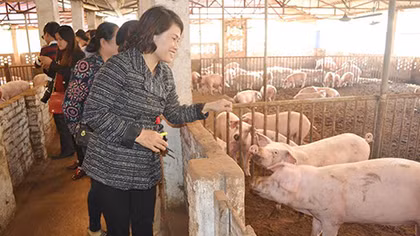 “Loạn” thịt lợn hữu cơ