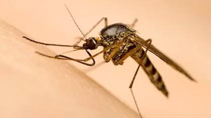 Thả muỗi mang Wolbachia để phòng chống sốt xuất huyết