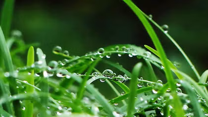 Duyên thầm giêng hai