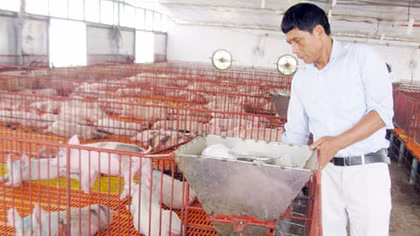 Làm giàu từ xây “chung cư” cho… lợn