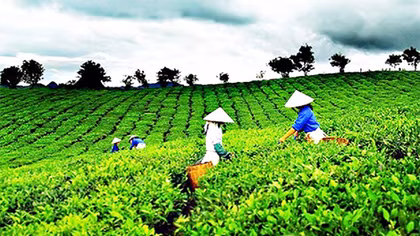 Hương cốm vùng trà đồi son