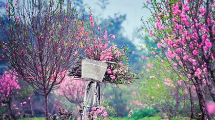Lời chúc hoa đào