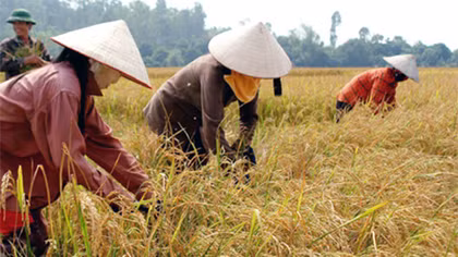 Mùa gặt