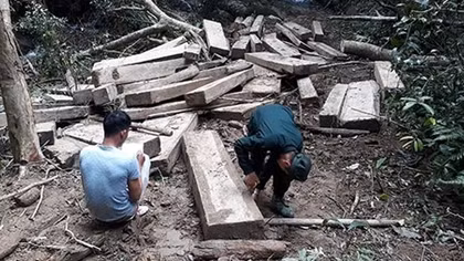Liên tiếp phát hiện 2 vụ phá rừng tại Kon Tum