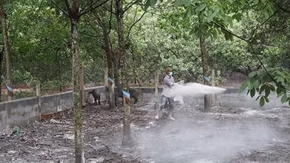 Bình Phước tái phát 3 ổ dịch tả lợn Châu Phi, người dân lo lắng