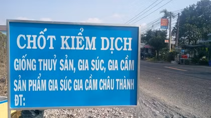 Kiên Giang tăng cường kiểm soát dịch tả heo châu Phi xâm nhập