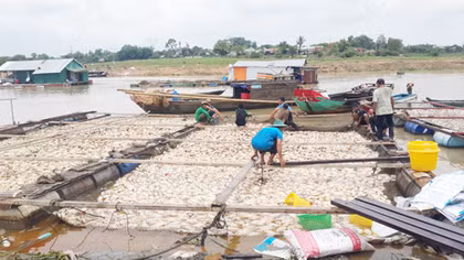 Hỗ trợ trên 12 tỷ đồng cho người nuôi cá bè trên sông La Ngà 