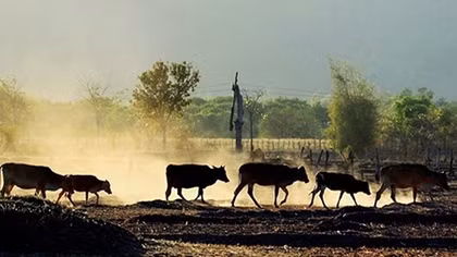 “Miền cao bồi” trên đất Tây Nguyên