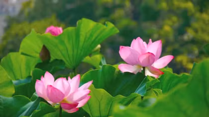 Đề tặng cho sen