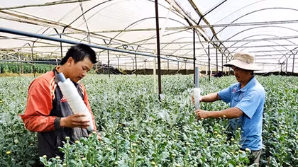 Thị trường hoa Tết chuẩn bị vào mùa