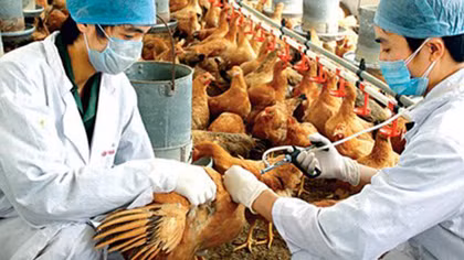 Chủ động phòng chống cúm gia cầm ở Sóc Trăng