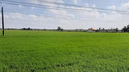 Bất chấp cảnh báo, nhiều nông dân “đánh cược” với thời tiết