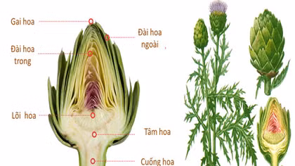 Atisô gắn liền với xu hướng sống xanh 