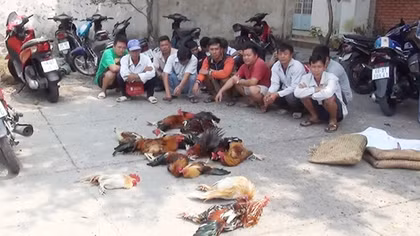 Hàng chục đối tượng say sưa đá gà ăn tiền sau sân vườn quán cà phê