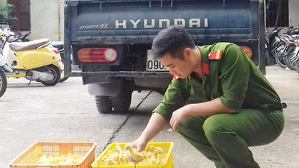 Thu giữ gần 12.500 con vịt giống Trung Quốc nhập lậu