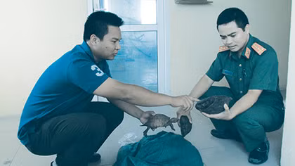 Bắt đối tượng vận chuyển trái phép 19 cá thể rùa