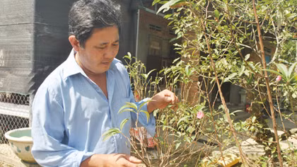 Đào Nhật Tân khoe sắc trên đất võ