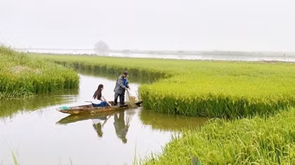 Những người vẽ cánh đồng