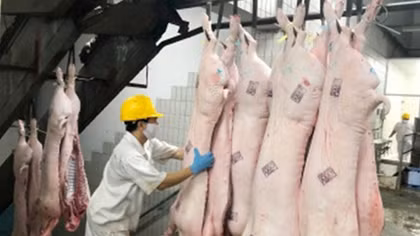 Giá thịt lợn dự kiến sẽ tăng