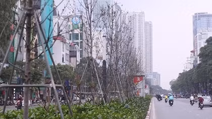 Công ty tài trợ cây phong lá đỏ sẽ thu hồi cây trong tháng 4
