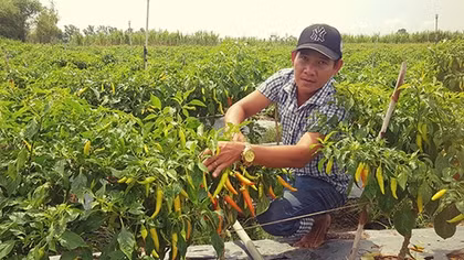 Nông nghiệp sạch giúp nông dân thoát nghèo