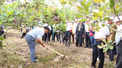 Cứu vườn điều ở Bình Phước
