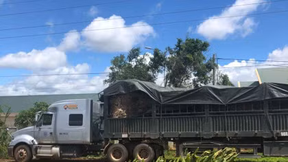Lại phát hiện container vận chuyển cây gỗ “khủng” ra Bắc