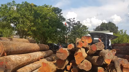 Khởi tố nguyên Phó Hạt trưởng kiểm lâm trong vụ gỗ Phượng “râu”
